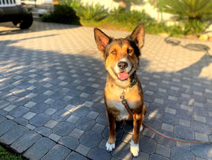 Jetson | Shepherd Mix | Whittier, CA | In-Training
