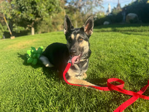 Mora | Husky/Shepherd Mix | Los Angeles, CA | In-Training