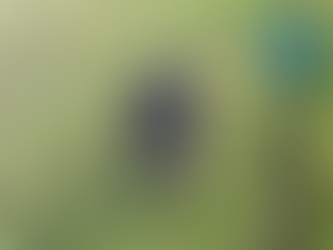 Bettie Davis | French Bulldog | Marina Del Rey, CA | In-Training