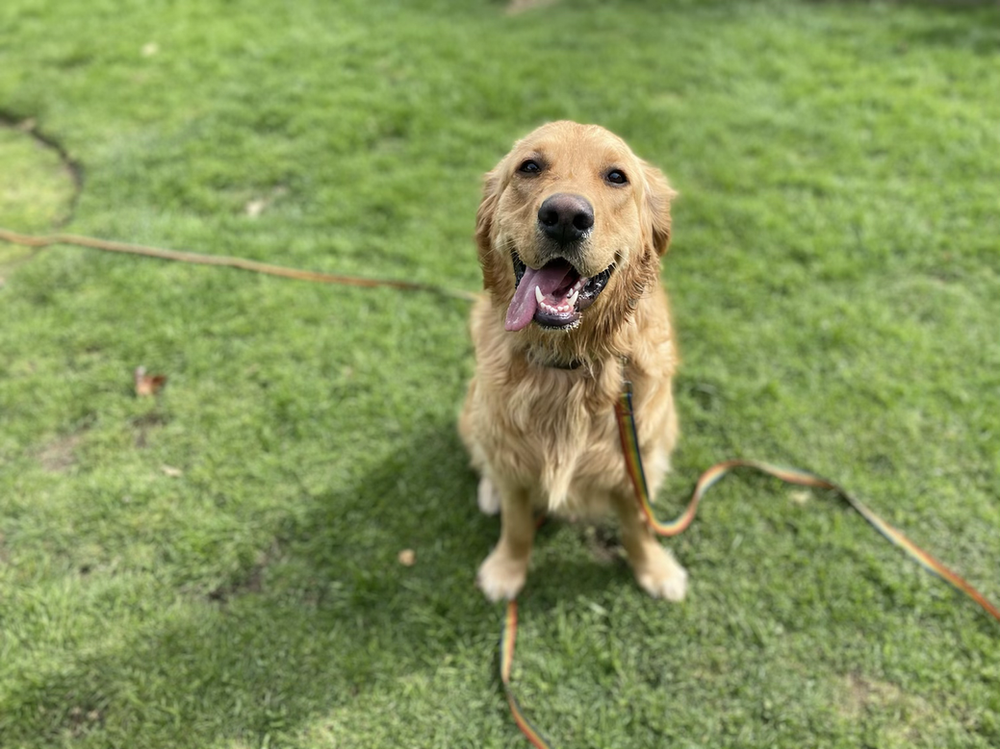 Charlie Golden Retriever Brea, CA