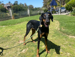 Coyote | Doberman Pinscher | Hermosa Beach, CA | In-Training
