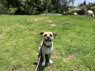 Rocky | Chihuahua Mix | Trabuco Canyon, CA | In-Training