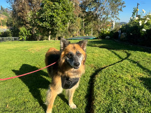 Foxley | Rancho Palos Verdes, CA | In-Training