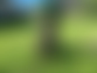 Chico | Pit Bull Mix | Los Angeles, CA | In-Training