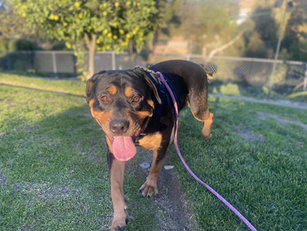 Teddi | Rottweiler | Whittier, CA | In-Training
