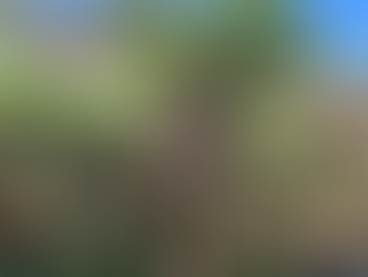 Zola | English Bulldog | Los Angeles, CA | In-Training