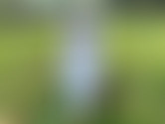 Otis | Native American Indian Dog | Los Angeles, CA | In-Training