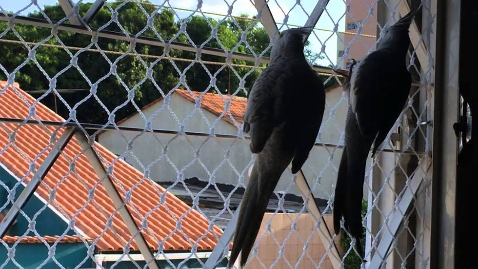 Caiçara Redes Telas de Proteção