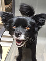 Greenville, SC Dog Walker