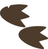 Dinosaur Footprints png