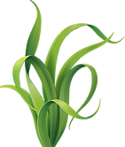 Seaweed01.png