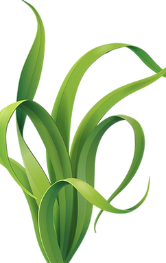 Seaweed Clipart