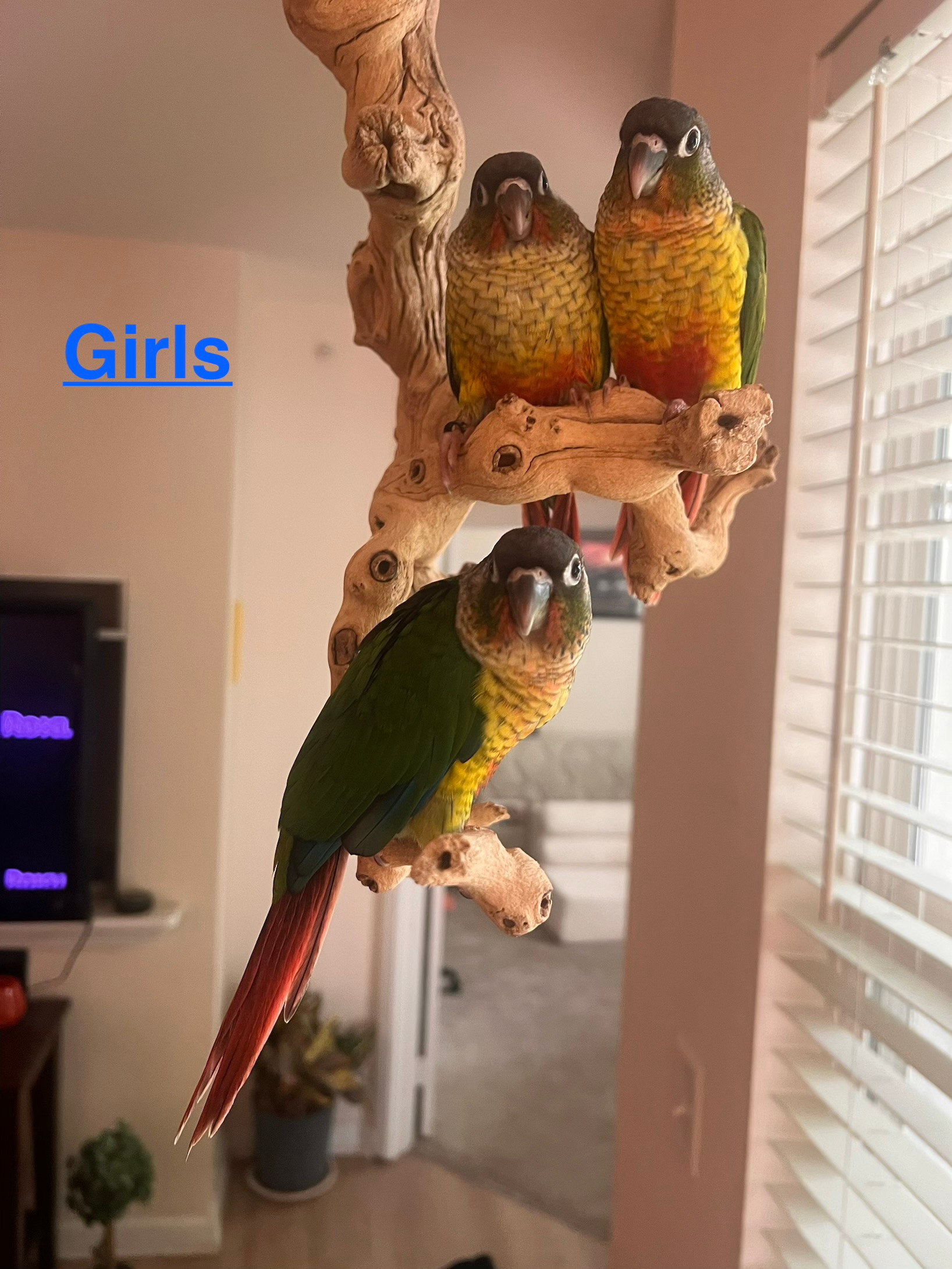 Girl Yellowside Green Cheek Conures
