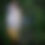 Thumbnail: Golden Feather Ultra-Light Rod