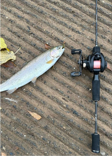 Delta Fss Edge Rods Delta Review Edge Rods Fishtec Fly Rods Delta