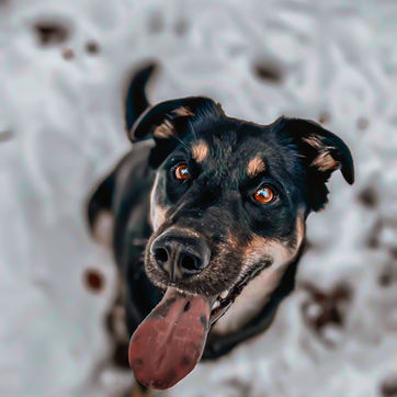 dogwalking gex marika