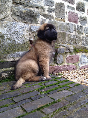 Zoe, leonberger , puppy