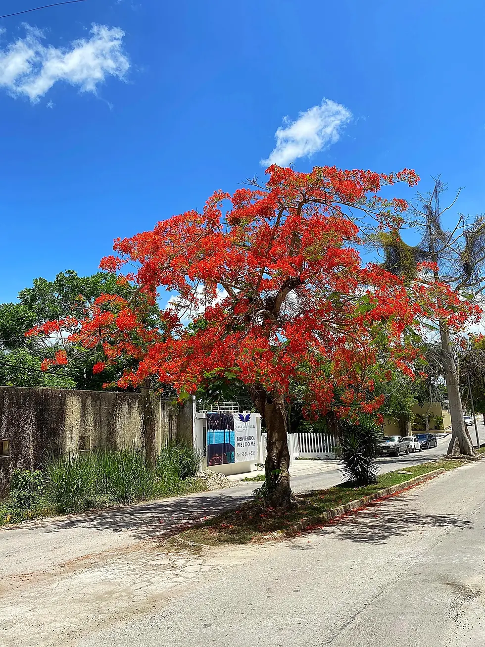 Miniature : Porte encens Royal Poinciana - Incense holder Royal Poinciana