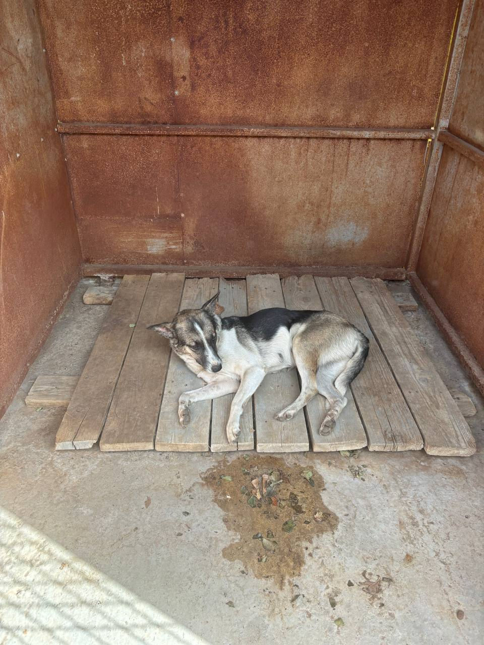 Немає клички