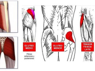 Todo sobre los glúteos y cómo hacerlos crecer
