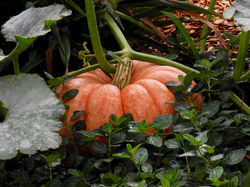 Fall