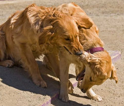 Best Buddies