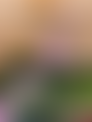 2023 Spring growth of CHIRS Rooftop Garden