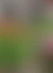 Roof Top Garden Committee's Spring Fundraiser