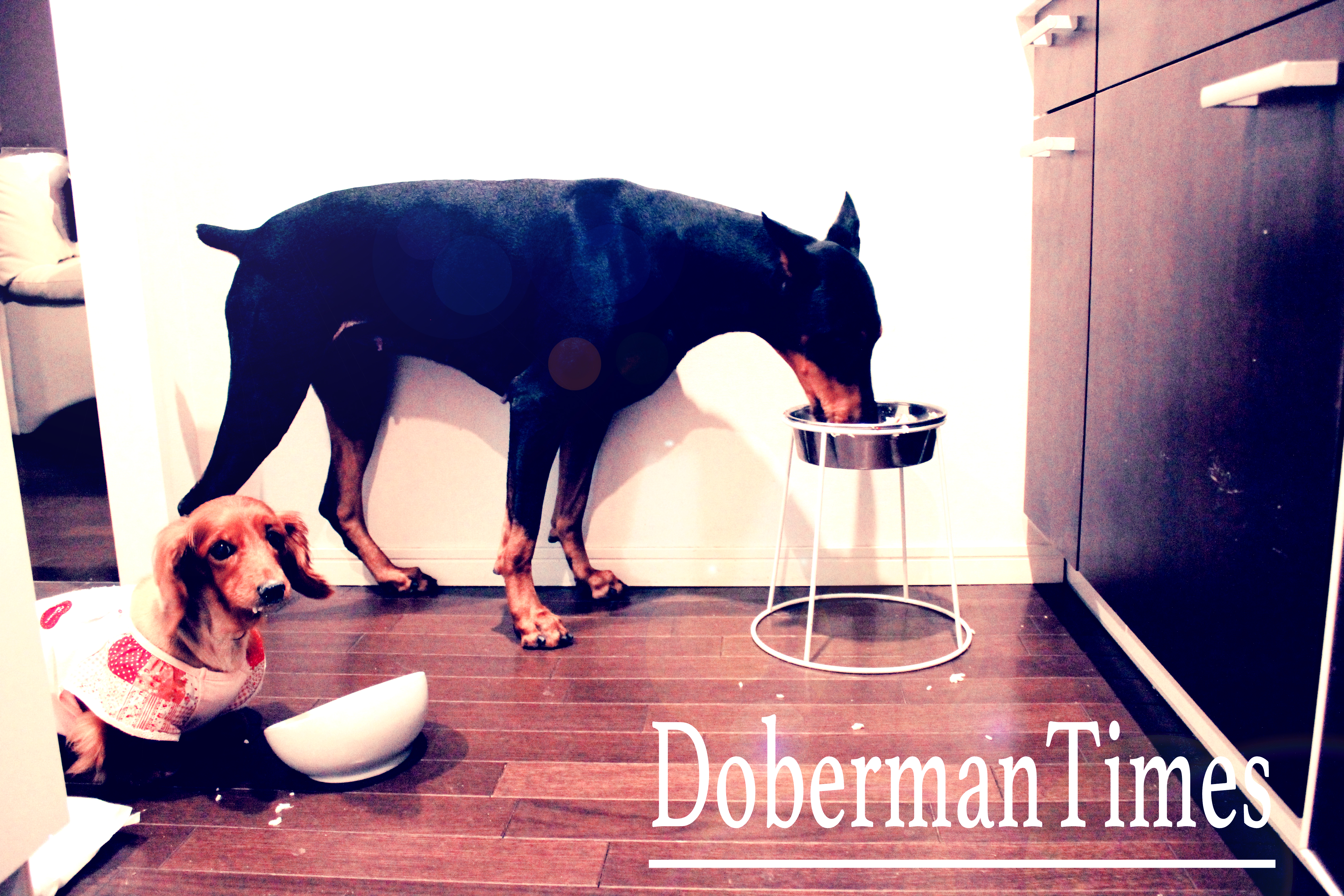 Doberman2歳・♀&M.Dachshund16歳・♀