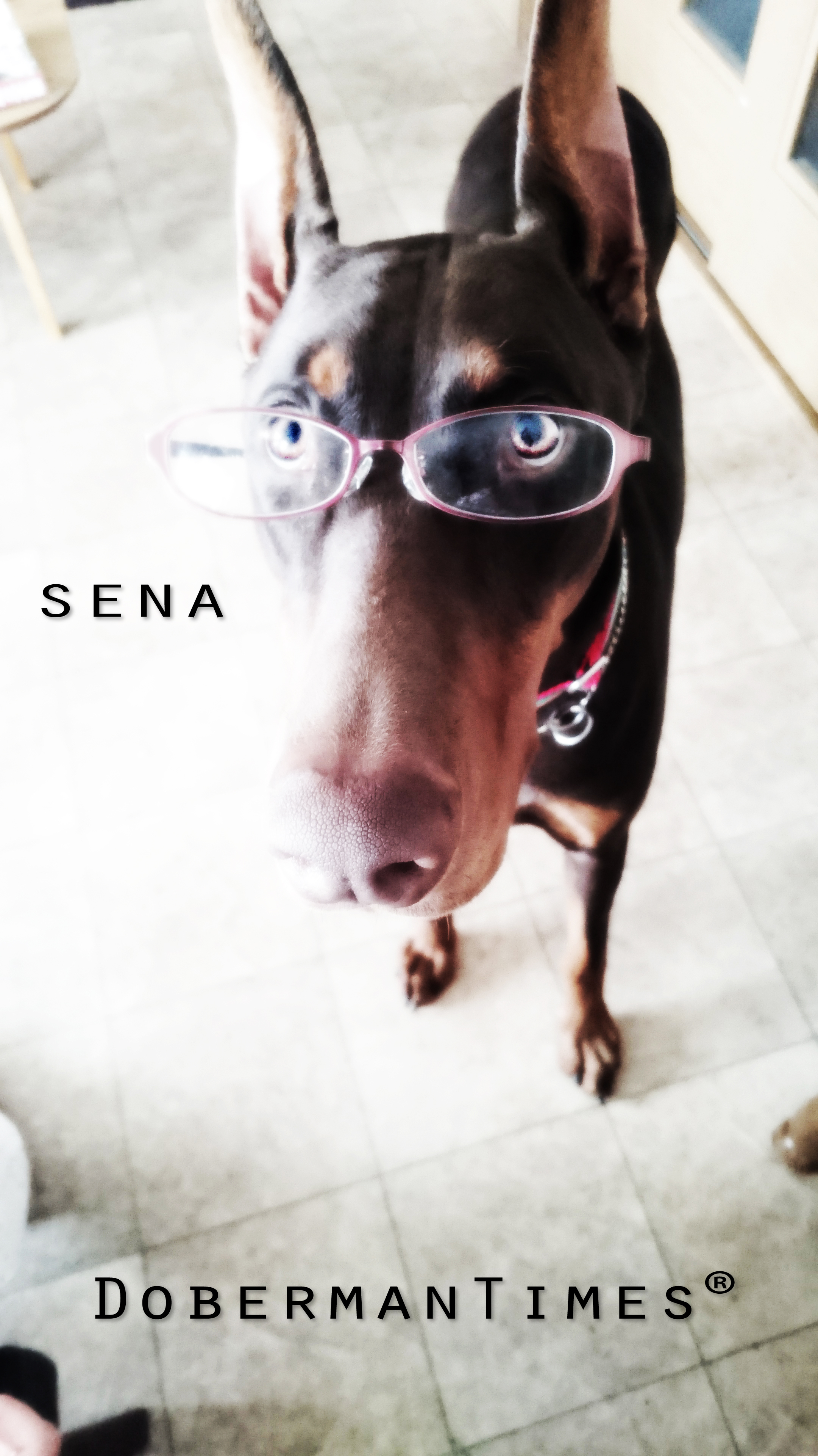 Doberman Choco(♂)