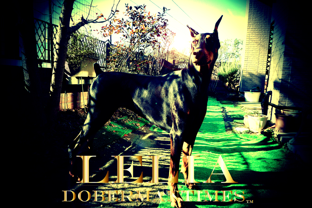DobermanBlack♀