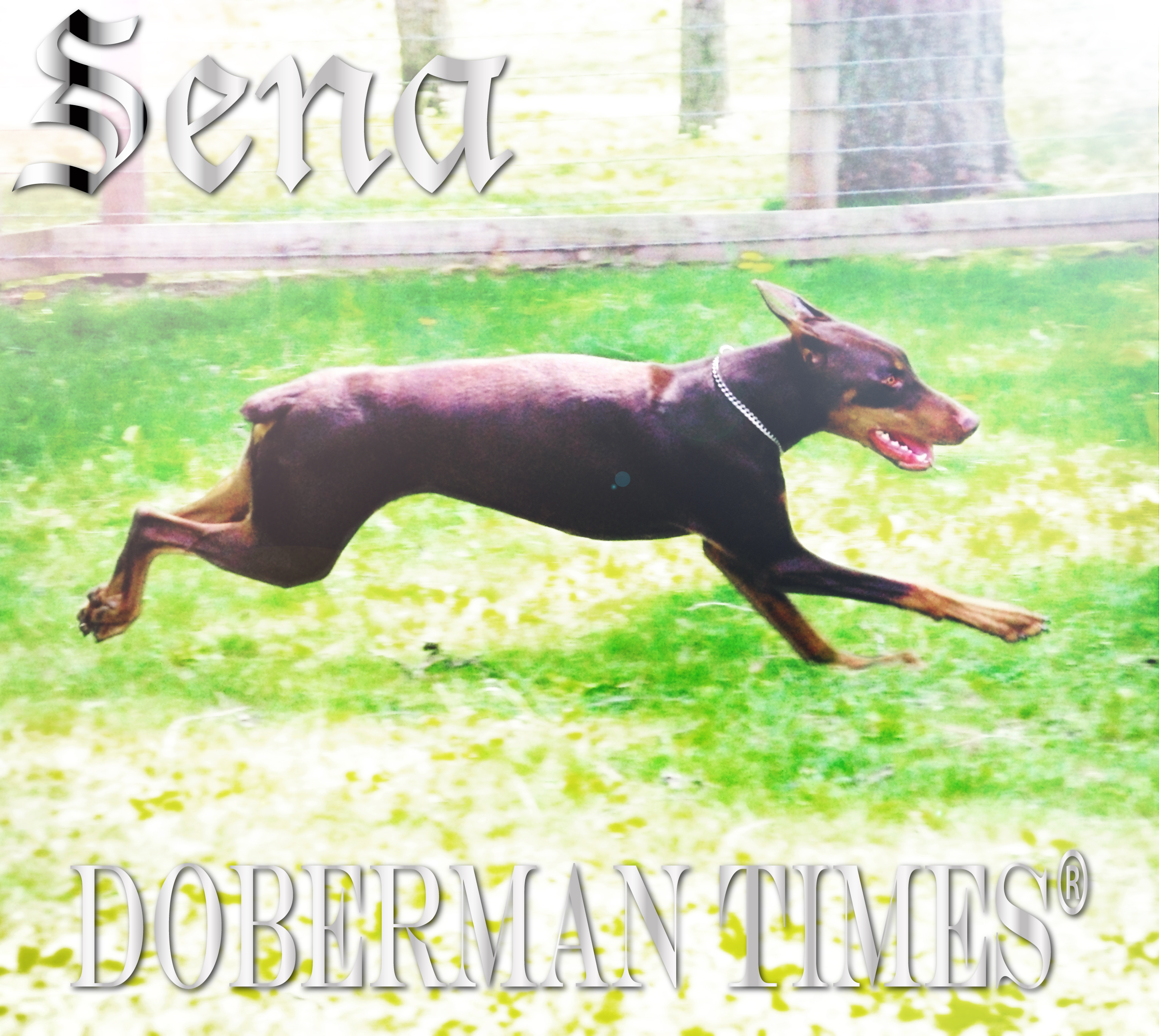 Doberman Choco(♂)