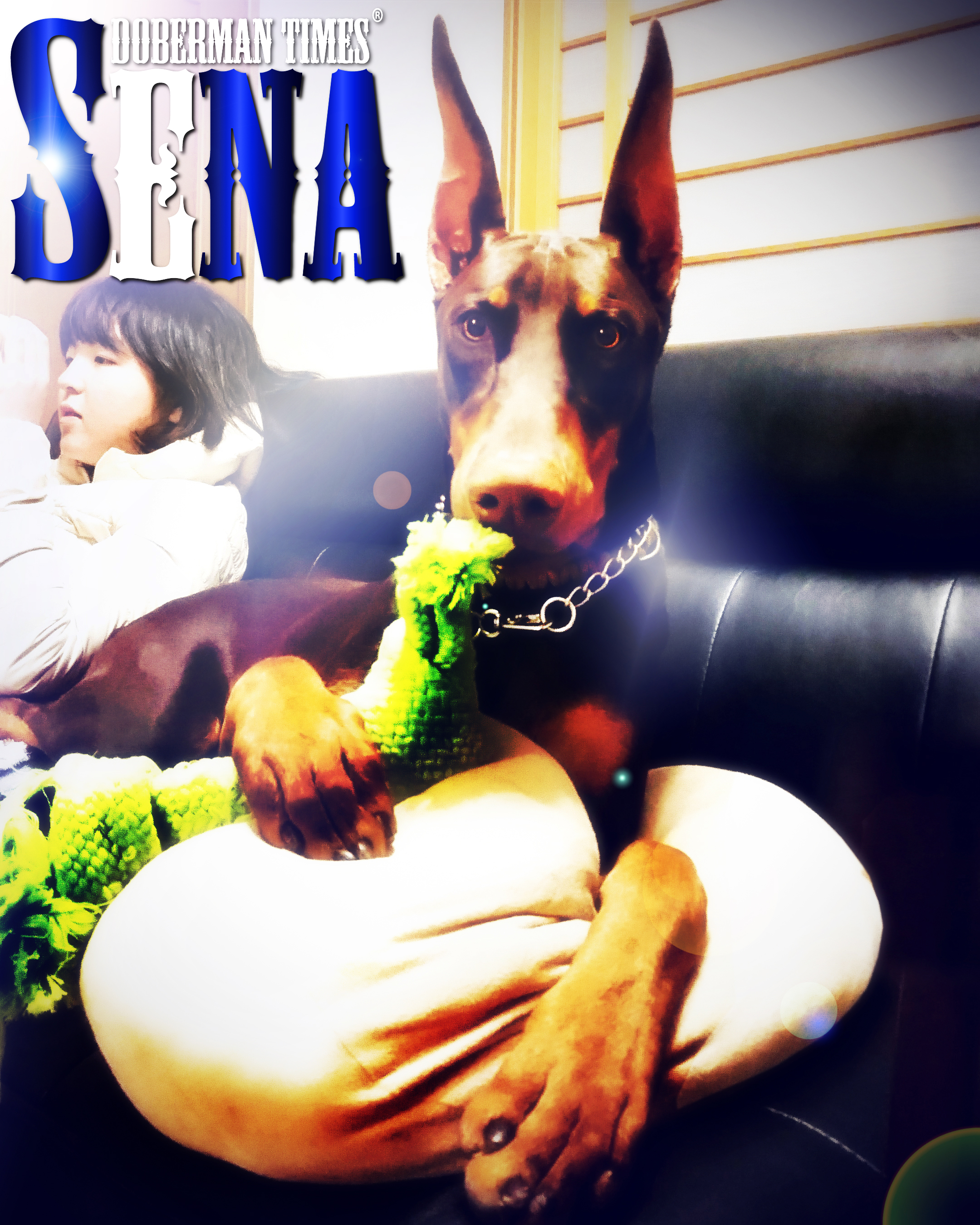 Doberman Choco(♂)