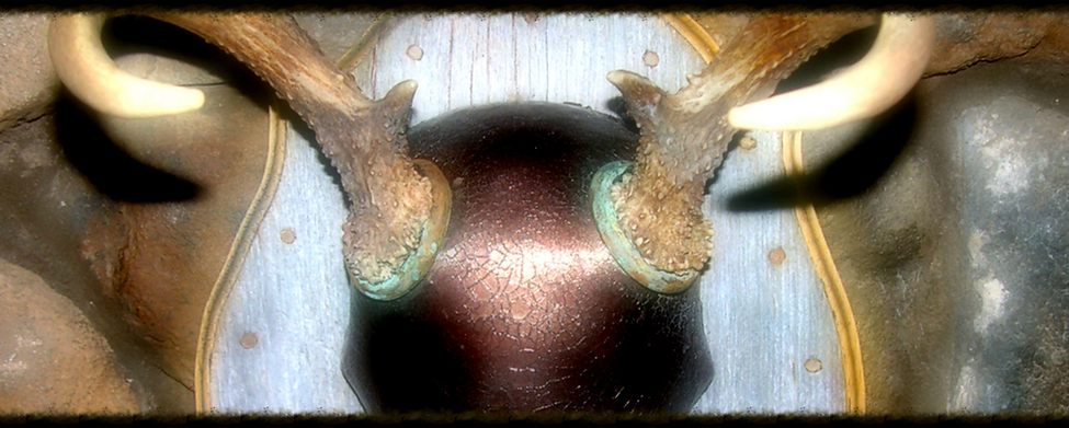 Wisconsin Country Living, Keri Tlachac, Deer Mounts, Taxidermy