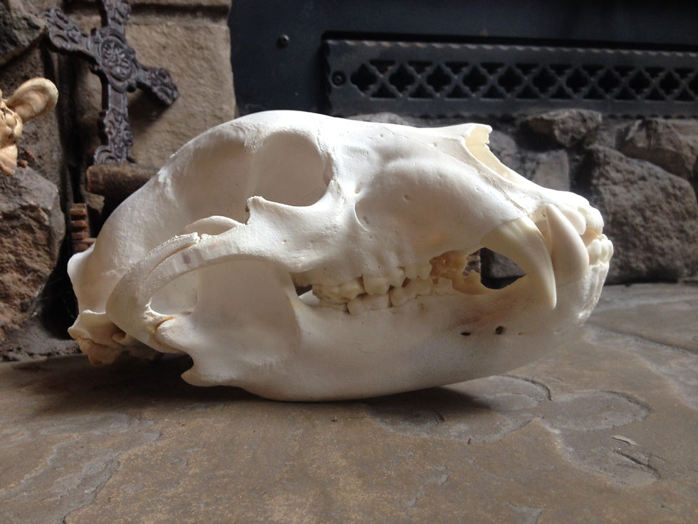 Bear Skull Cleaned and Whitened