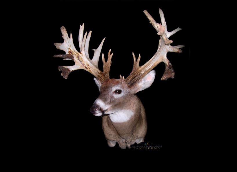 Wisconsin Country Living Taxidermy