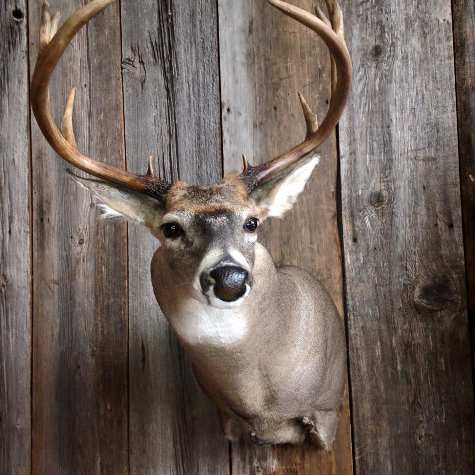 Shoulder Mount by WCL