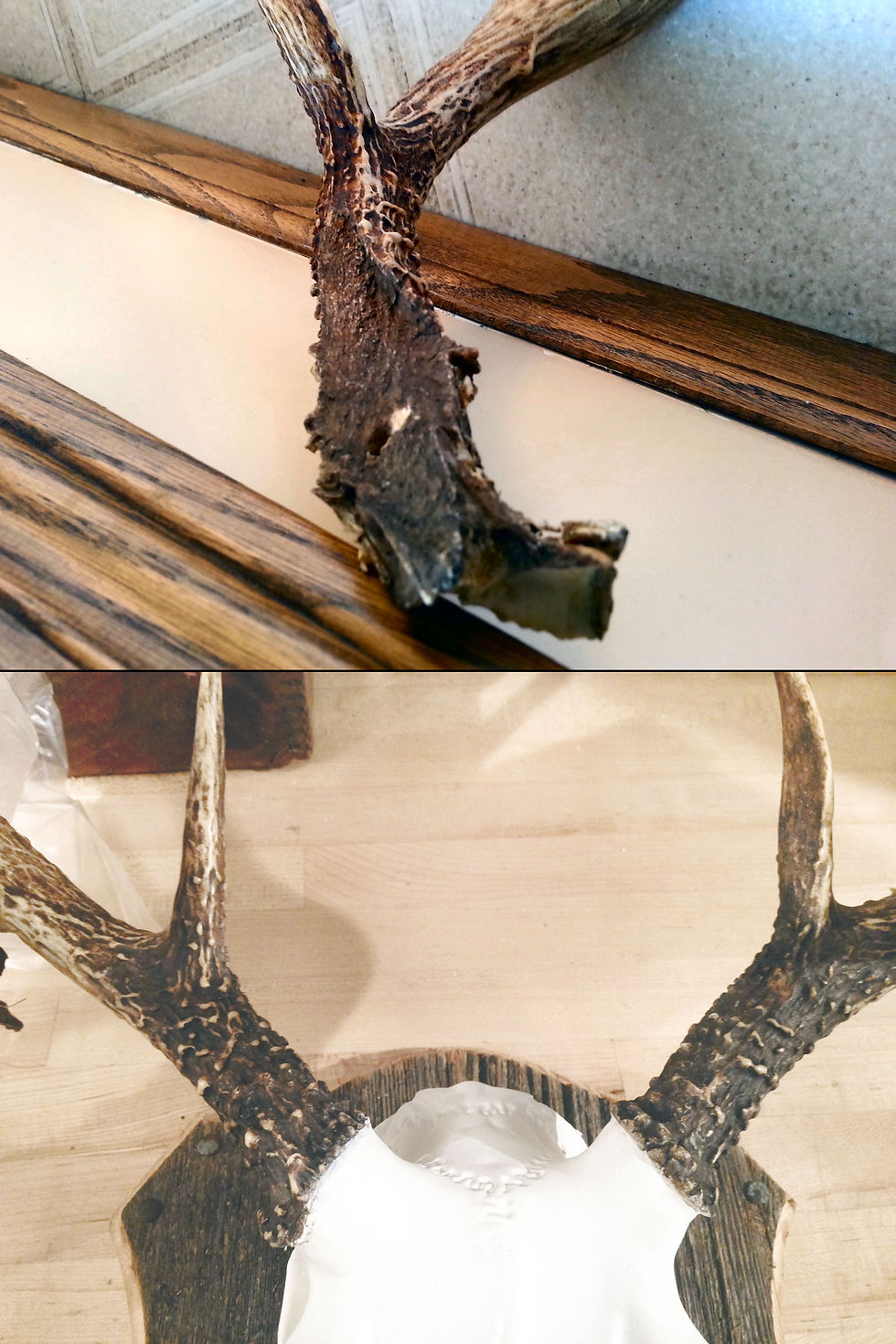 Antler Repair on Right Side... 