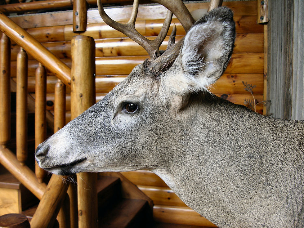 Wisconsin Country Living Taxidermy