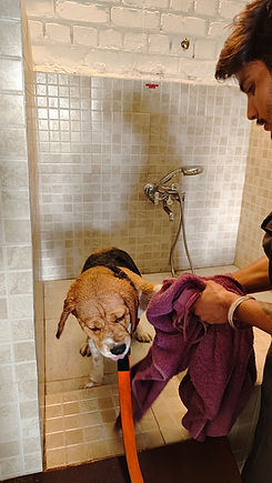 dogs of ilaya pet club