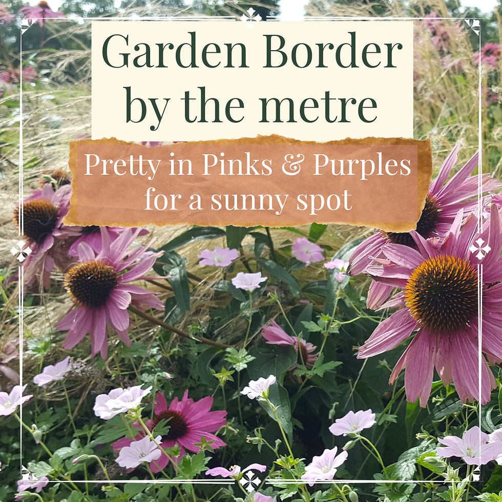 Pretty in Pinks and purples border