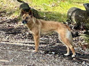 The Dingo - Protected or Persecuted