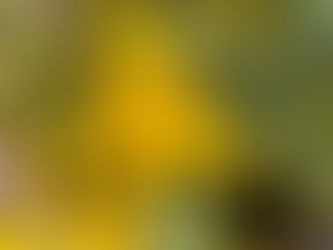 春を告げるミモザ🟡