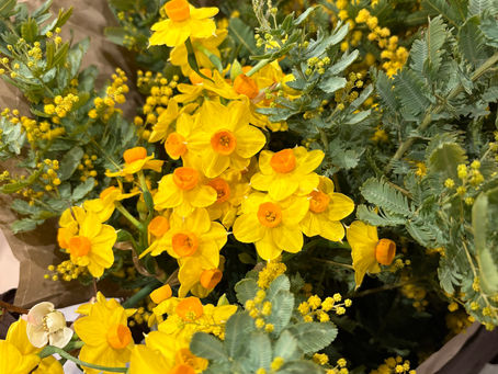 春を告げるミモザ🟡