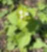 Garlic Mustard - May 2025 - Jackson Park Disc Golf Course