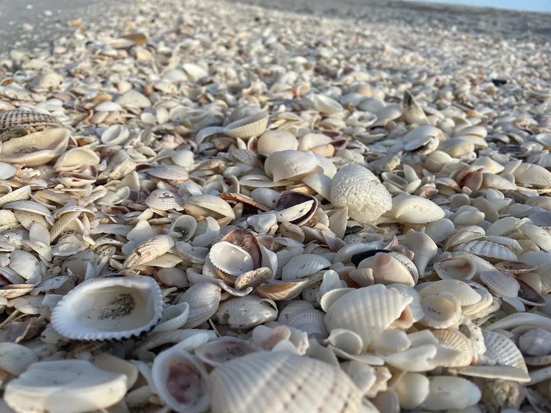shellpile.jpg.webp