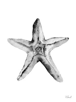Starfish BW