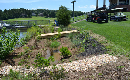 Rain garden