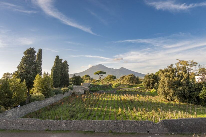 Pompei, Vino e Storia: Esperienza Esclusiva tra gli Antichi Vigneti - Full day
