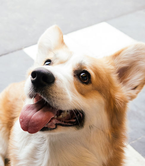 My friend dog’s._edited.jpg